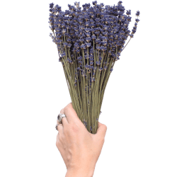 Pressed Flowers